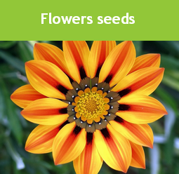 Bloemen zaden