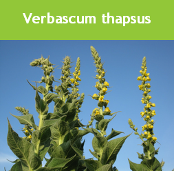 Verbascum thapsus
