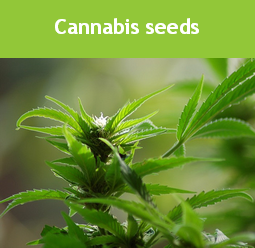 Cannabis seeds